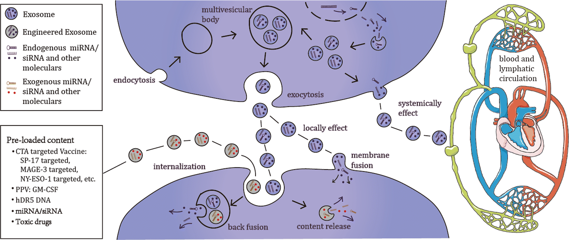 экзосомы в клетке. что такое экзосомы в косметологии. микровезикулы и экзосомы. экзосомы в косметологии инъекции. что такое экзосомы в косметологии.