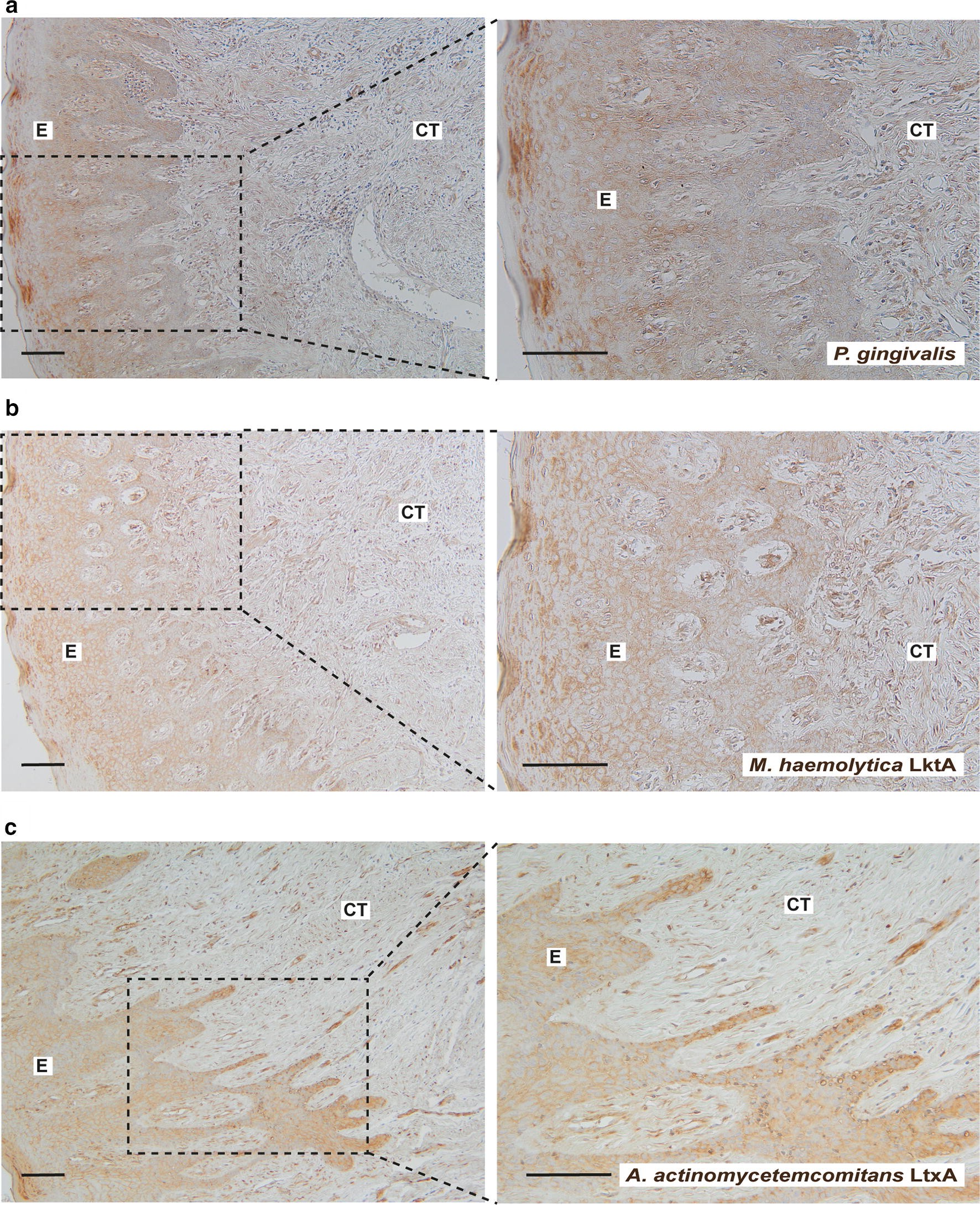 Fig. 5