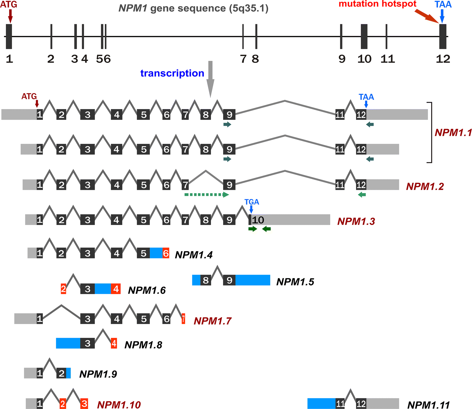 Fig. 1