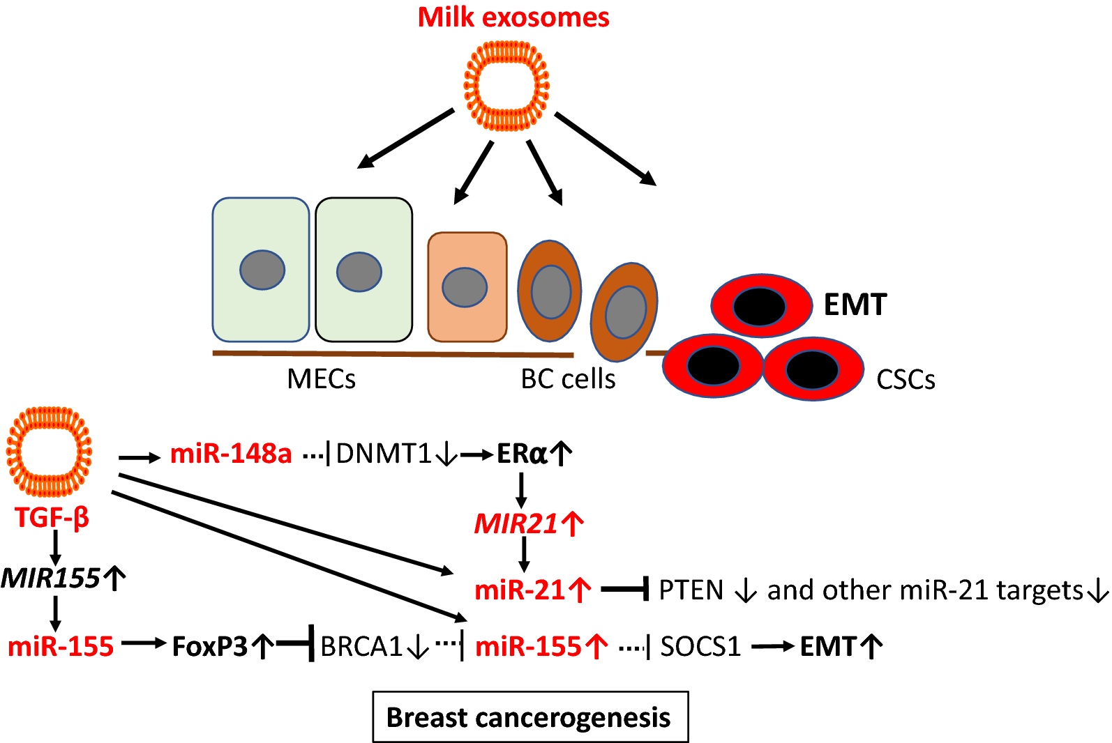 Fig. 12