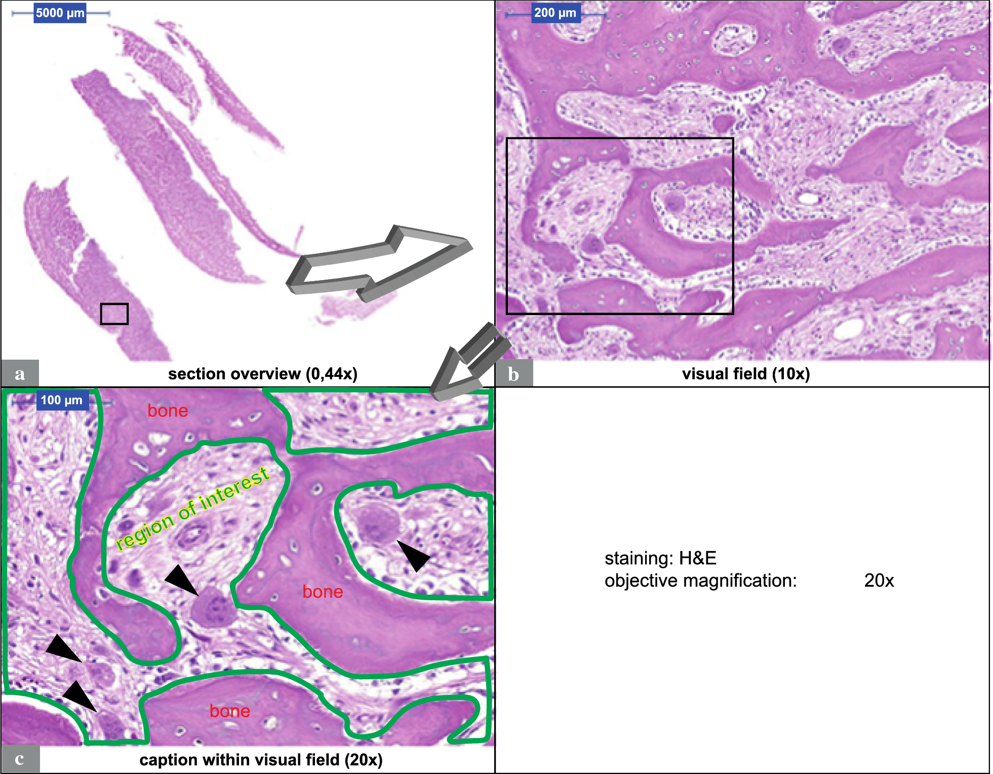 Fig. 1