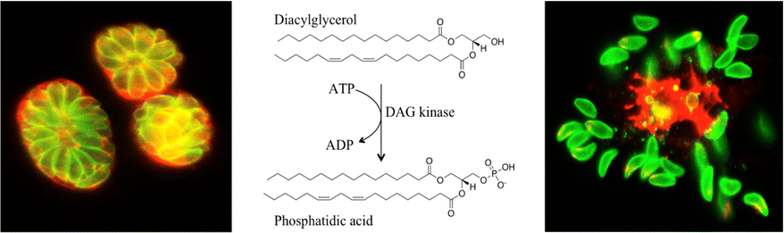 Fig. 1