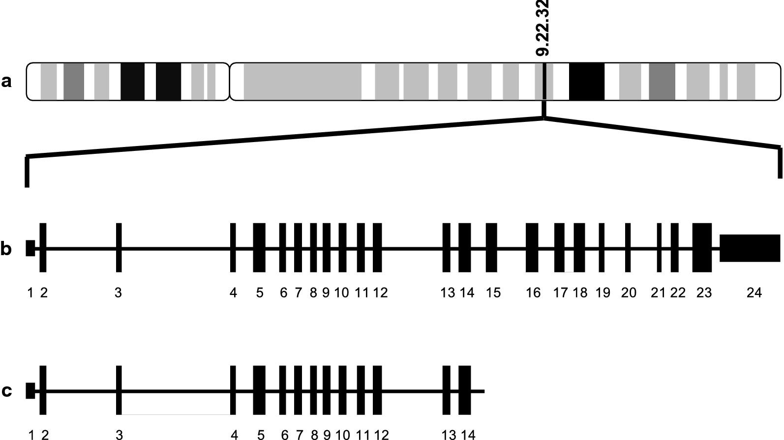 Fig. 1