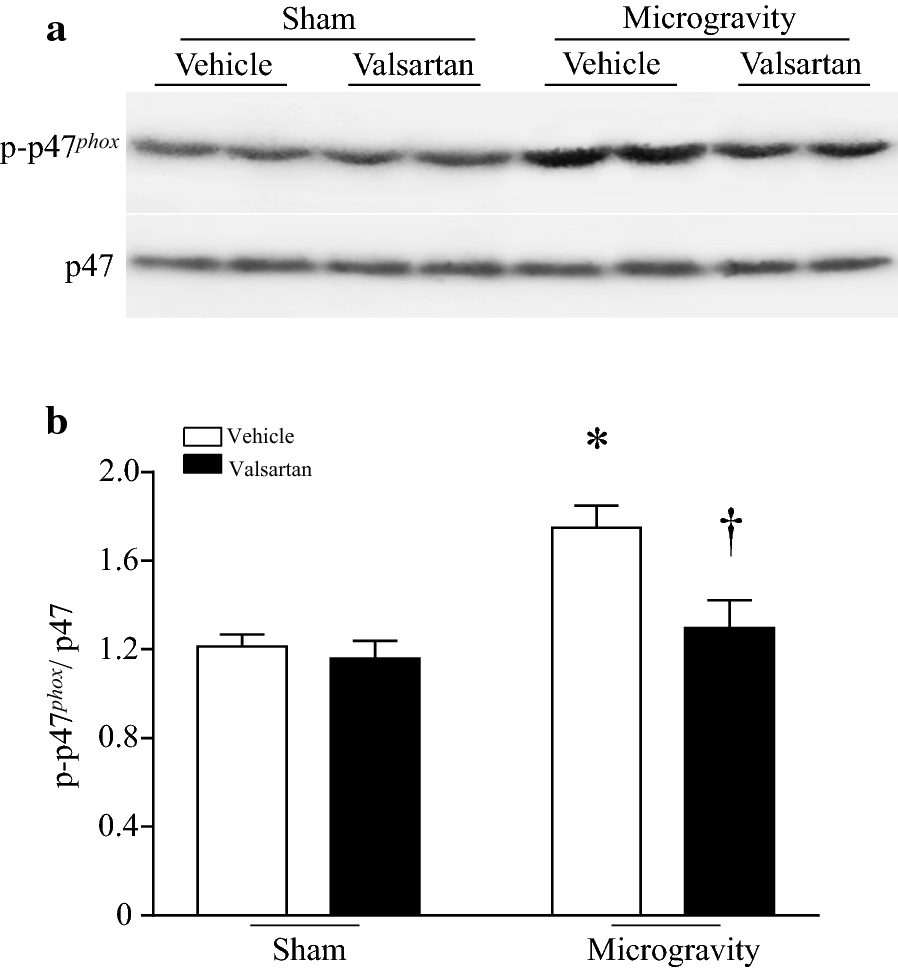 Fig. 6