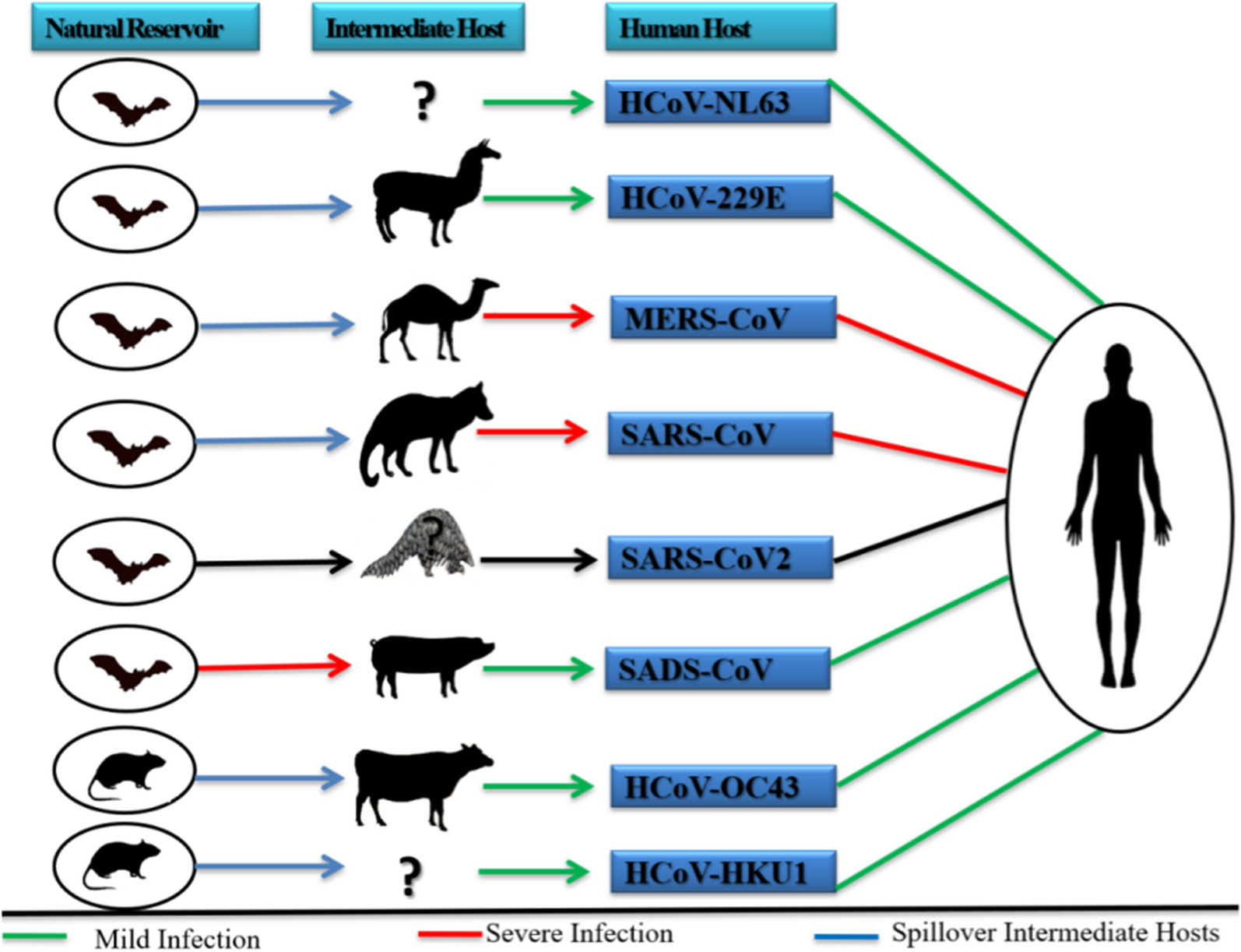 Коронавирус mers-cov. Grow between Human and animals. Emotions between Human and animals. Коронавирус риски