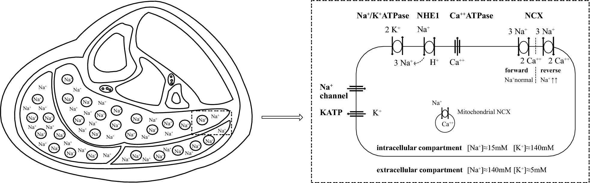 Fig. 5