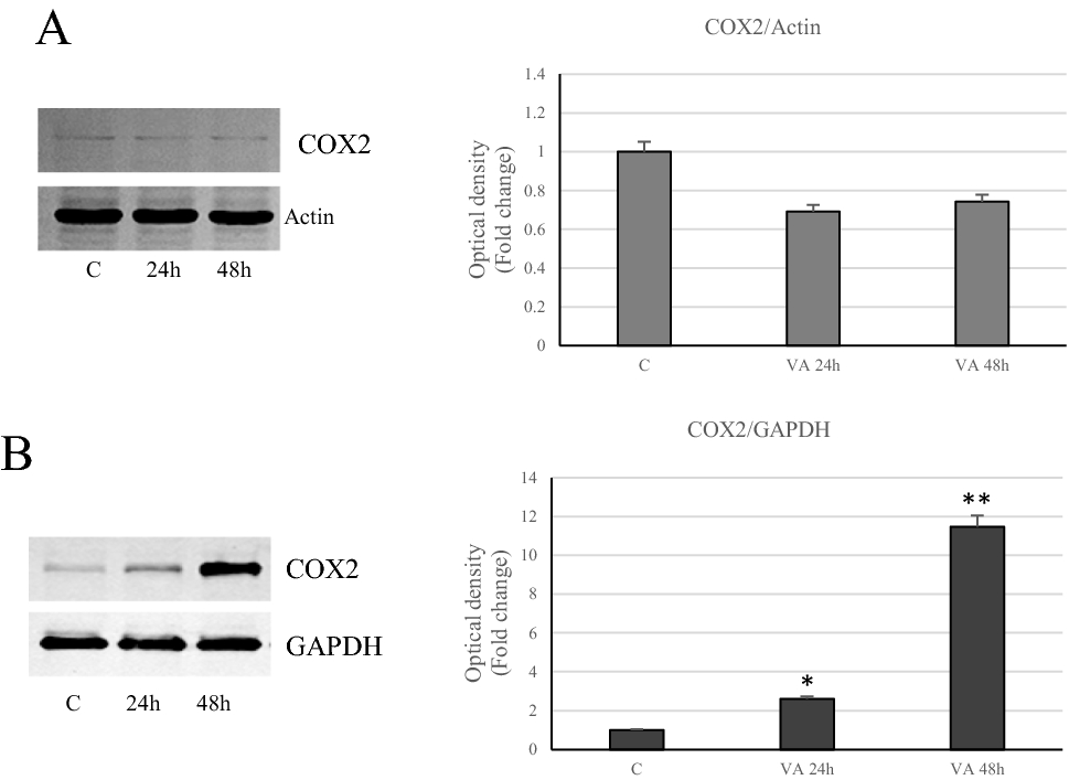 Fig. 12