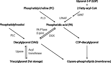 Fig. 4