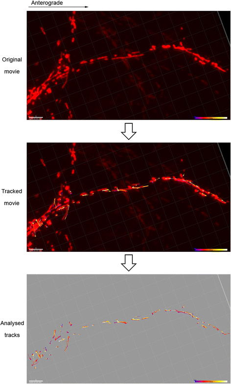 Fig. 2