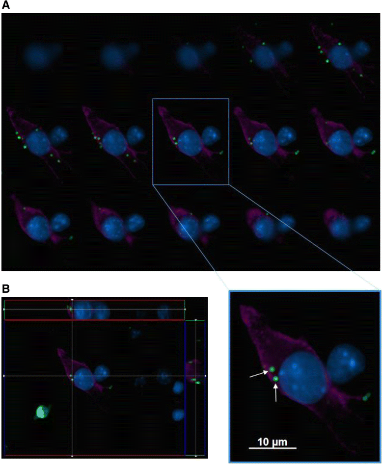 Fig. 6