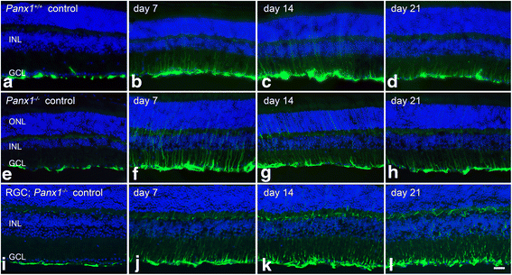 Fig. 12