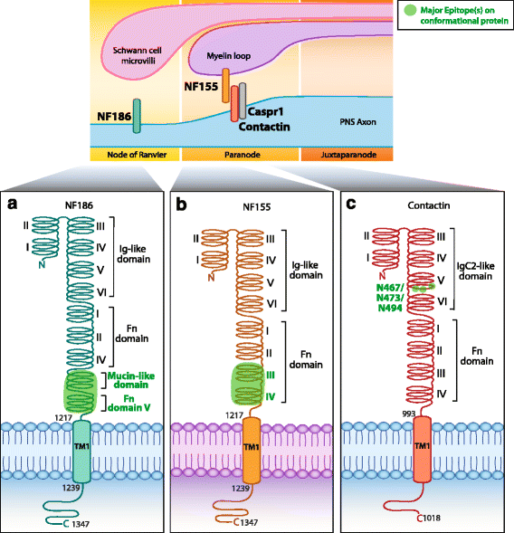 Fig. 3