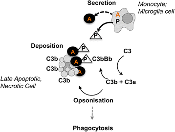 Fig. 7