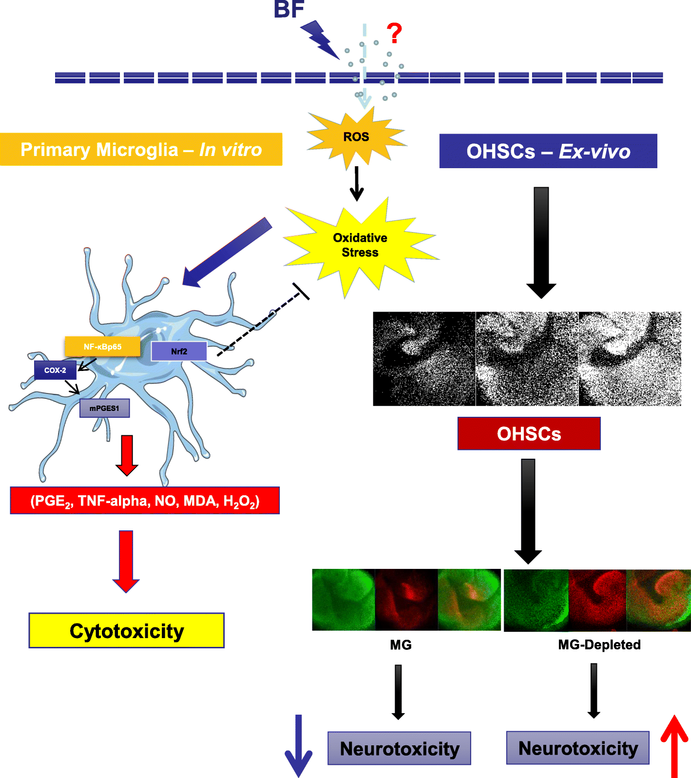 Fig. 10