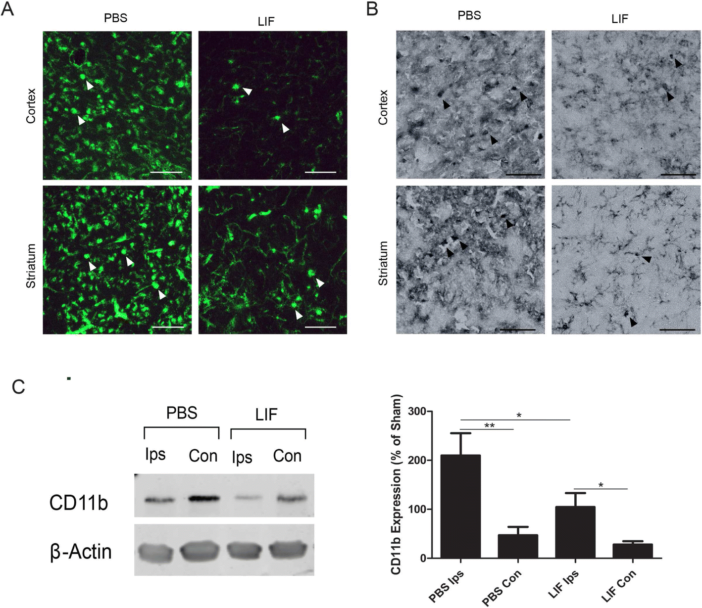 Fig. 12