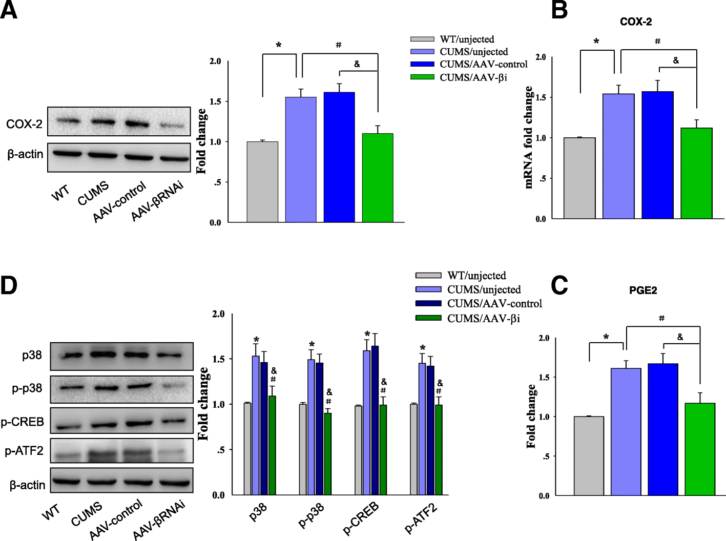 Hippocampal Ca1 Bcamkii Mediates Neuroinflammatory Responses Via