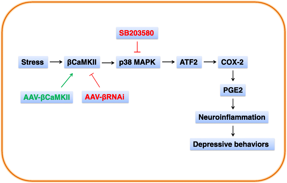 Hippocampal Ca1 Bcamkii Mediates Neuroinflammatory Responses Via