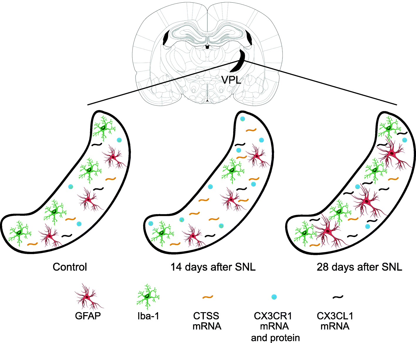 Fig. 12