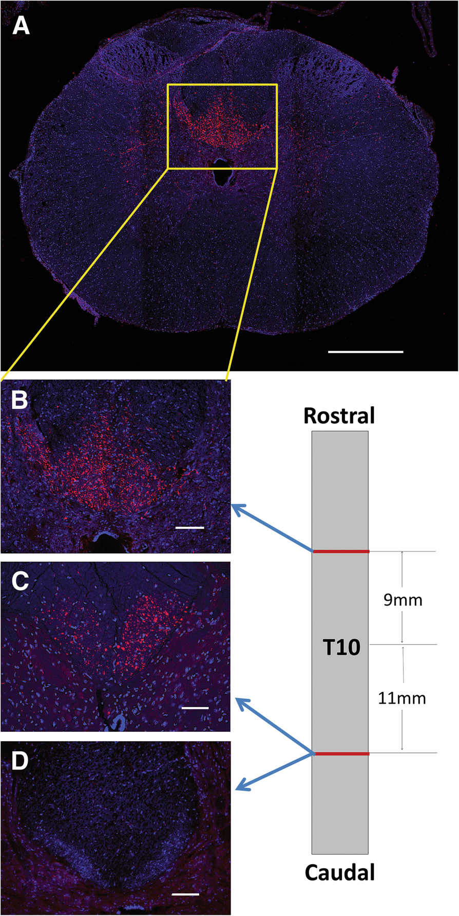 Fig. 10