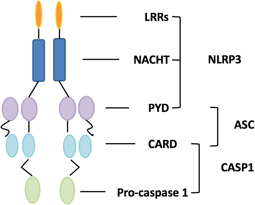 Fig. 1