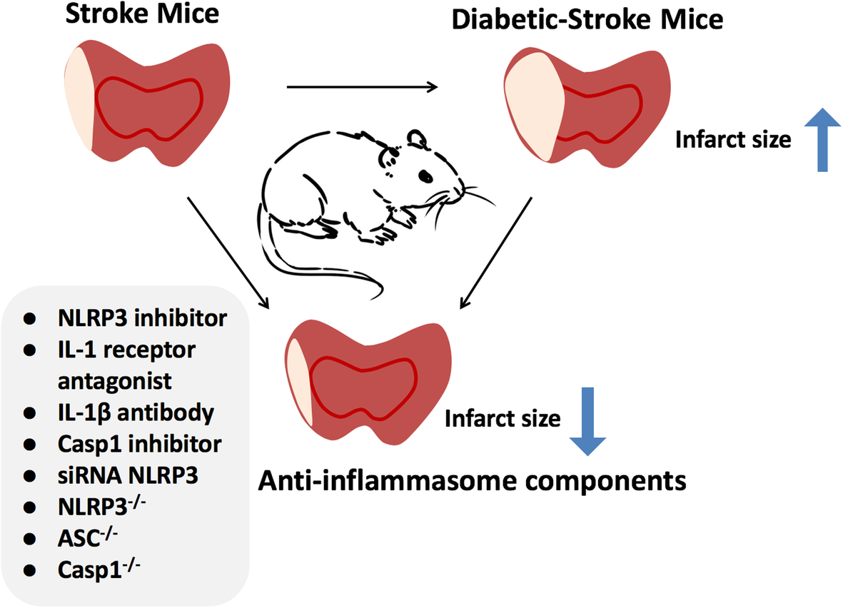 NLRP3 inflammasome as a potential treatment in ischemic stroke concomitant  with diabetes | Journal of Neuroinflammation | Full Text