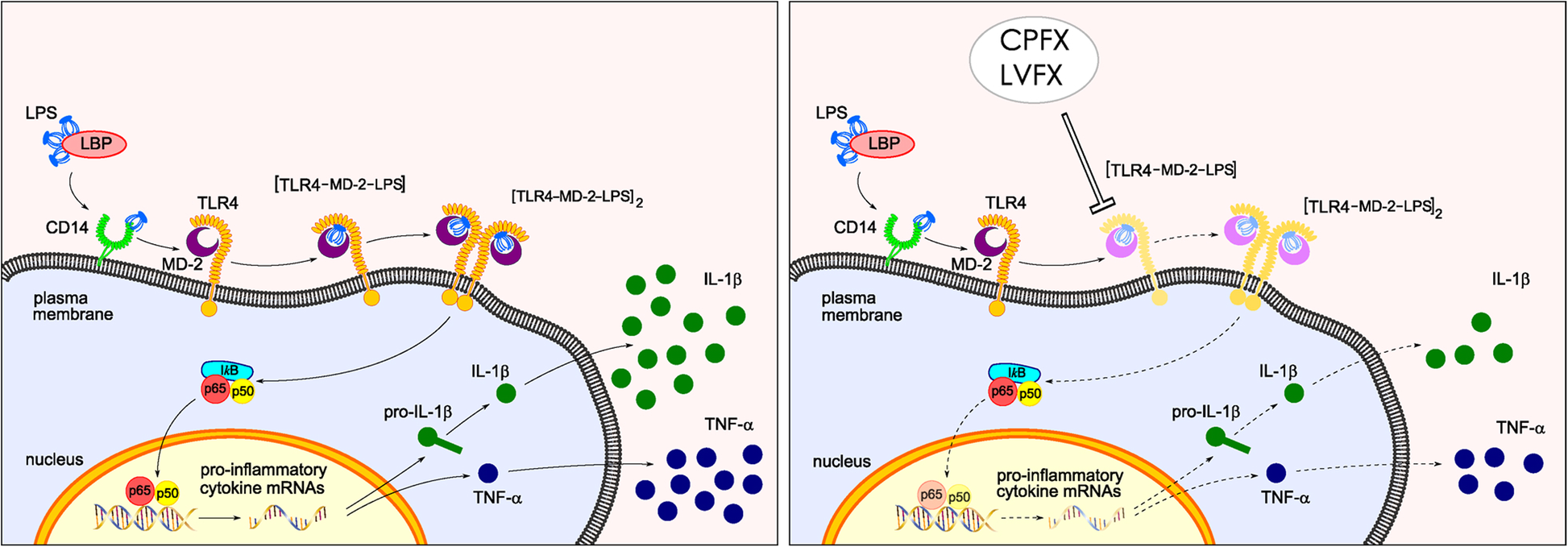 Ciprofloxacin and levofloxacin attenuate microglia inflammatory response  via TLR4/NF-kB pathway | Journal of Neuroinflammation | Full Text