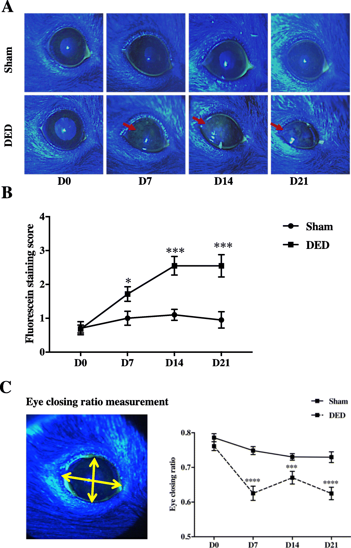 Chronic dry eye induced corneal hypersensitivity, neuroinflammatory  responses, and synaptic plasticity in the mouse trigeminal brainstem |  Journal of Neuroinflammation | Full Text