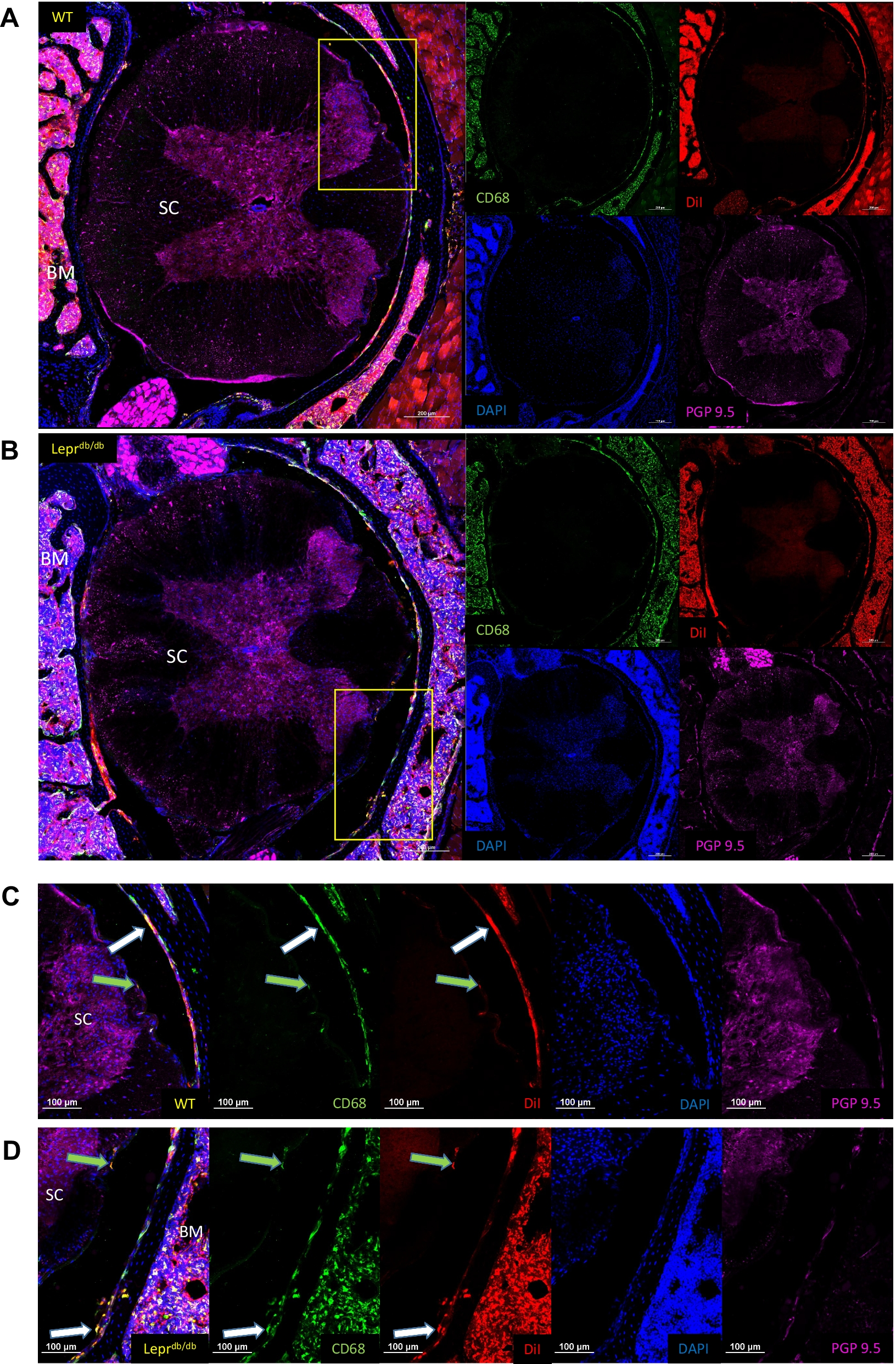 Fig. 12