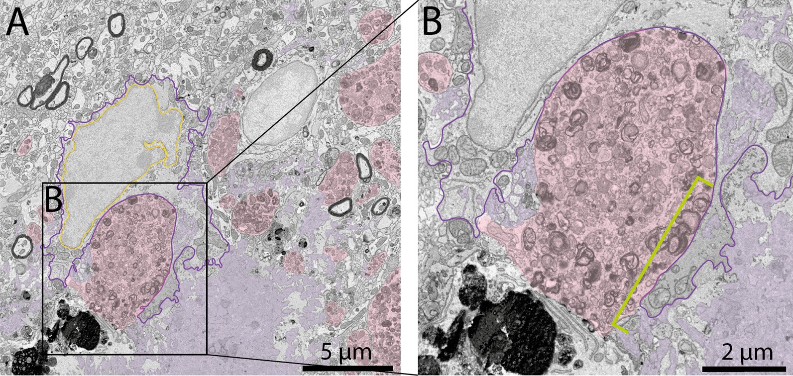 Fig. 8