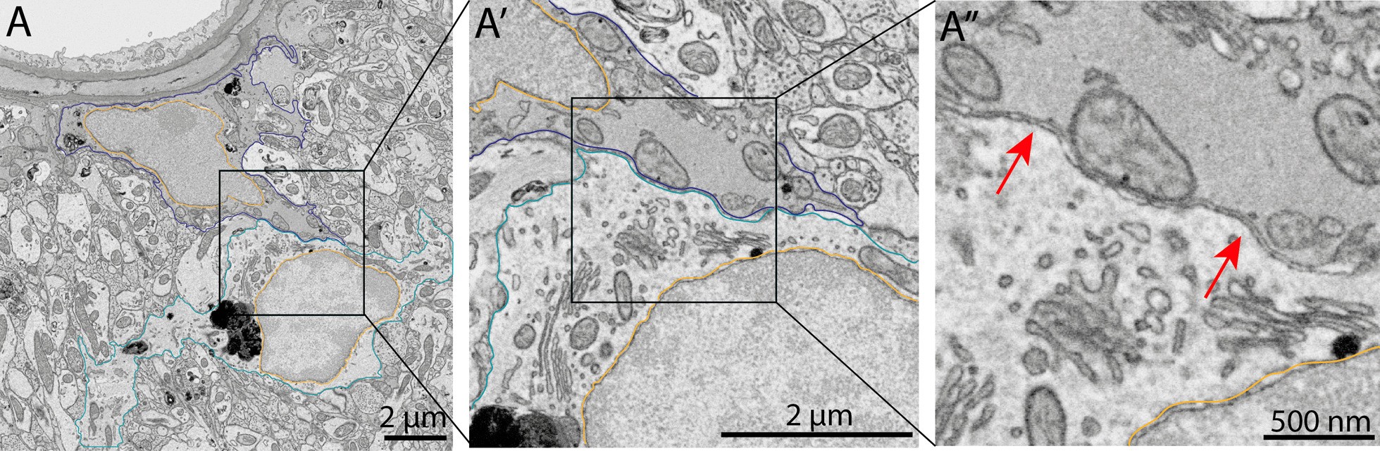 Fig. 9