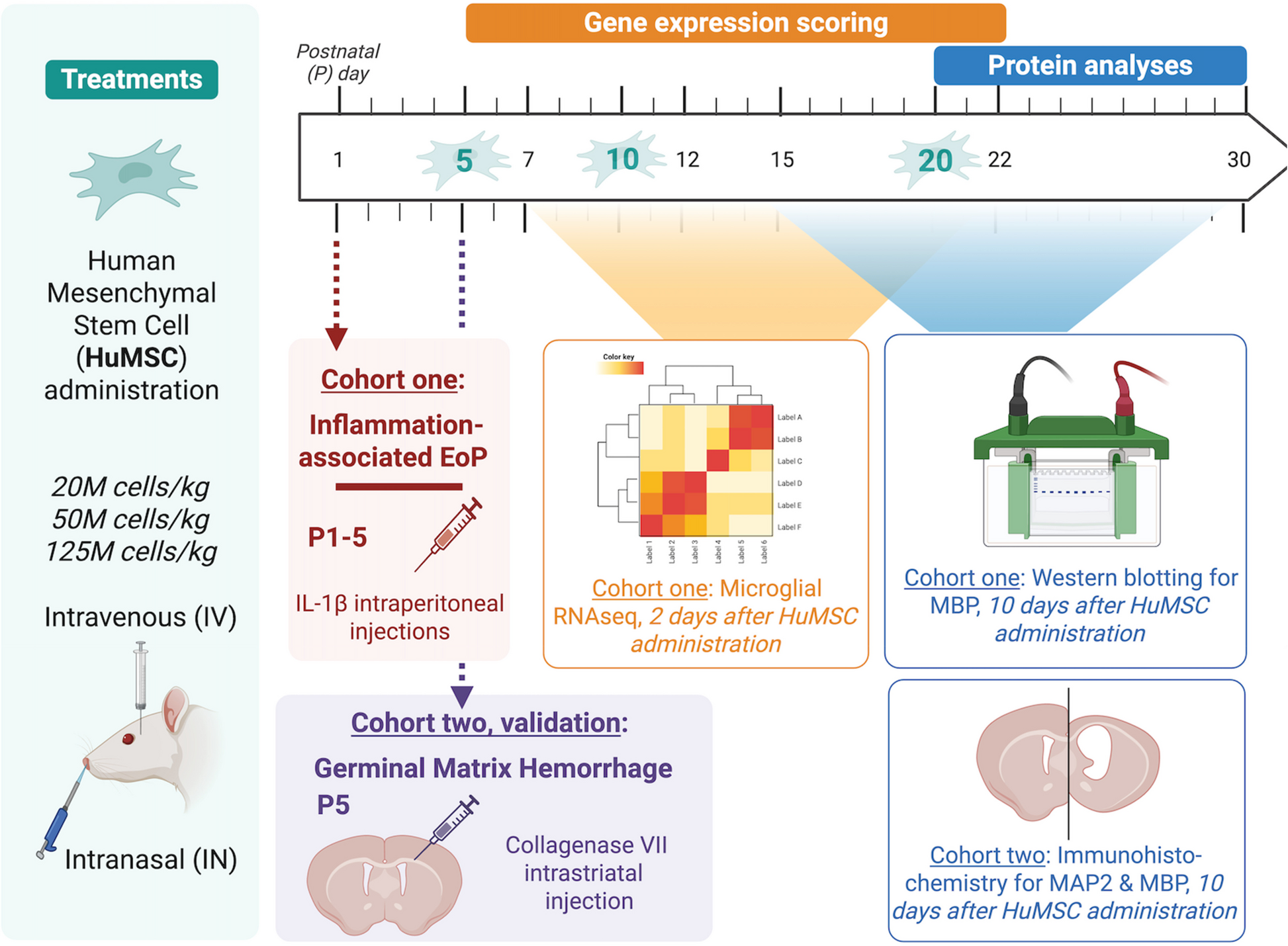 幹細胞臨床試験への基盤を構築(European research lays the groundwork for future stem cell clinical trials)