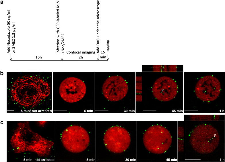 Fig. 3