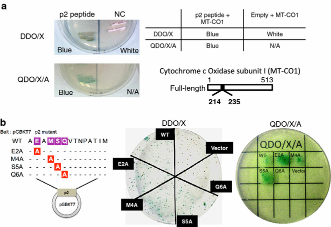 Fig. 2