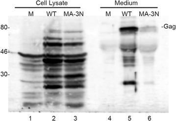 Fig. 8