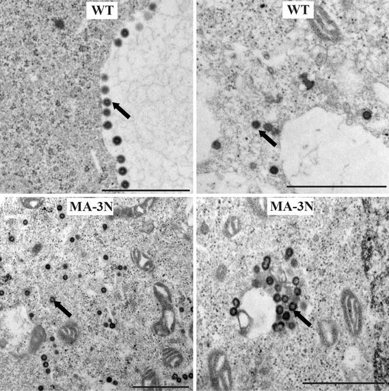 Fig. 9