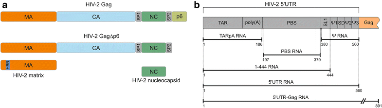 Fig. 1