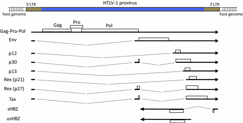 Fig. 1