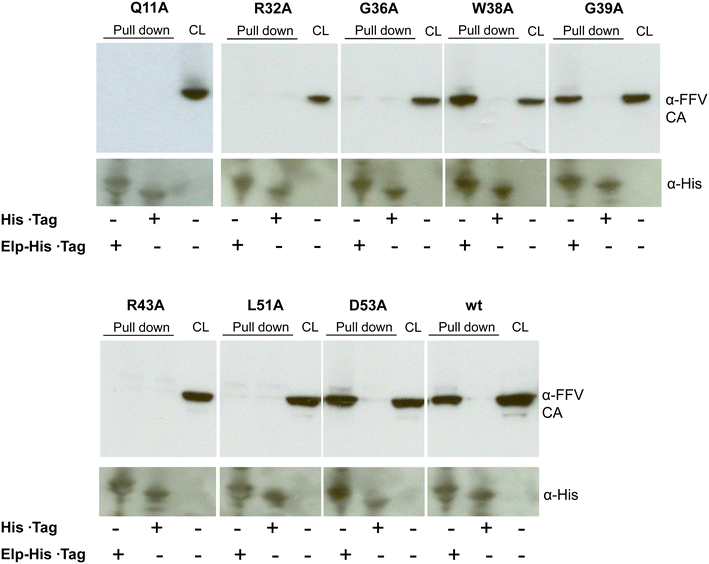 Fig. 7