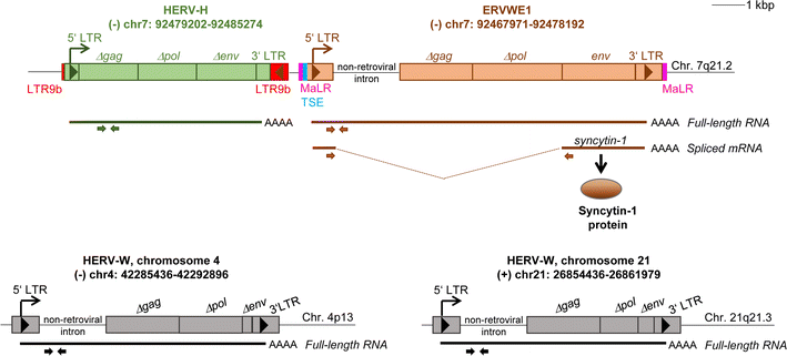 Fig. 1