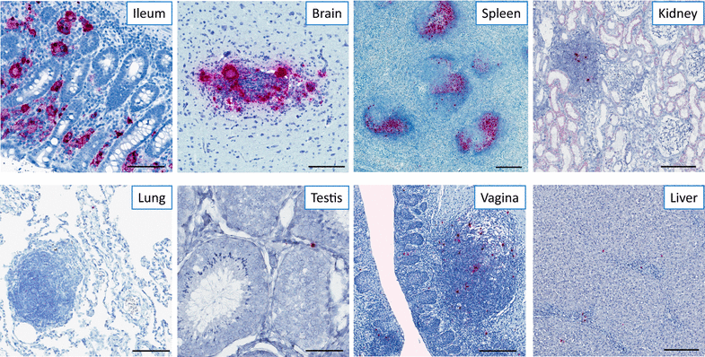 Fig. 2