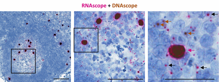 Fig. 3