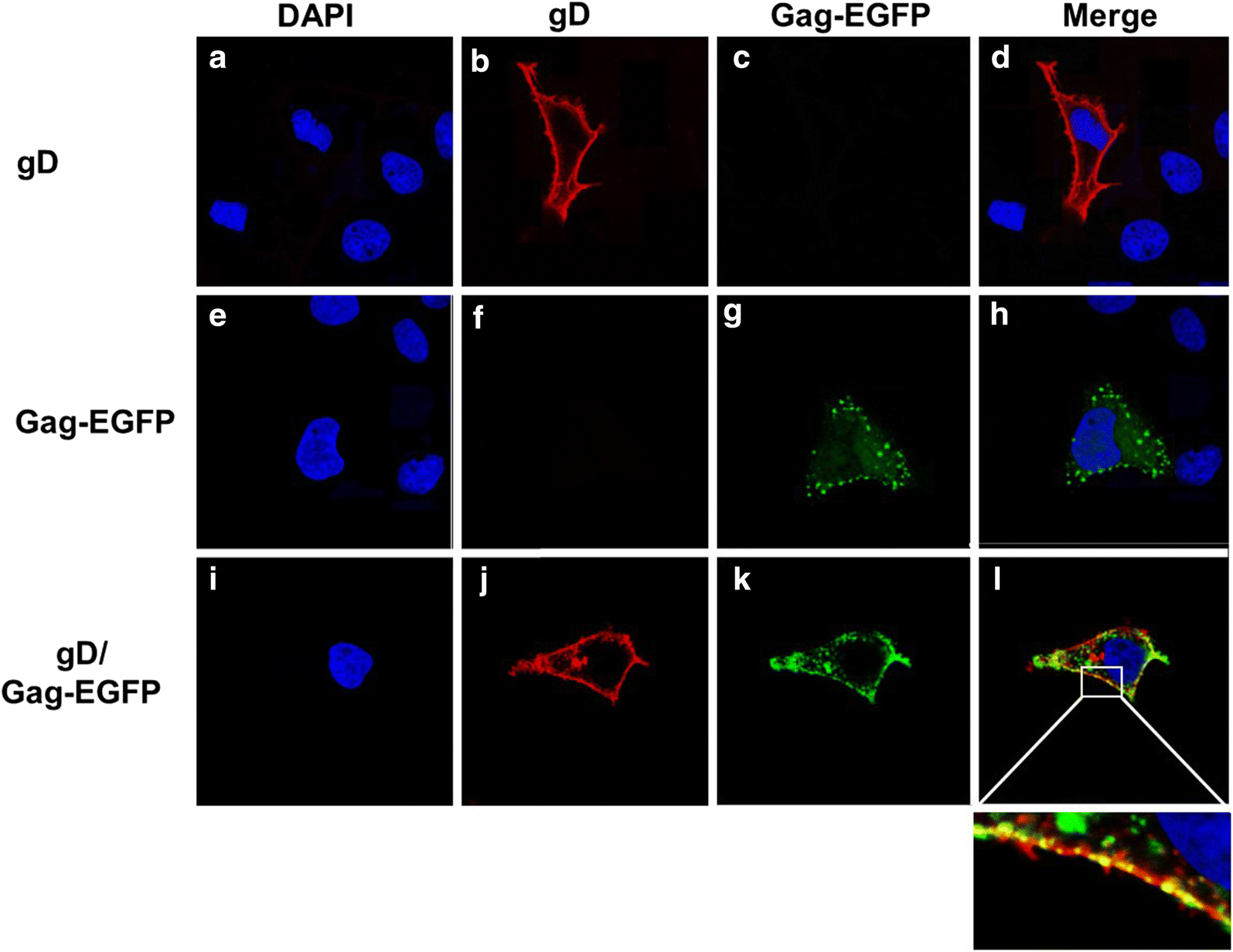 Fig. 11