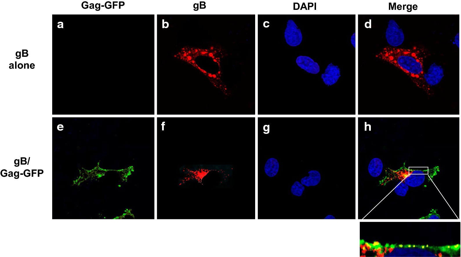 Fig. 12