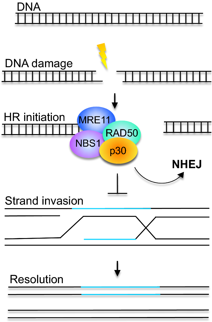 Fig. 4