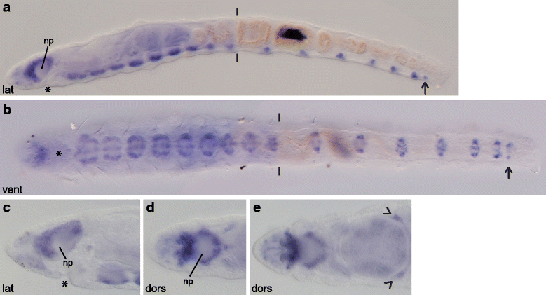 Fig. 10