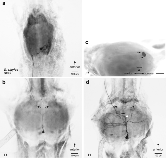 Fig. 10