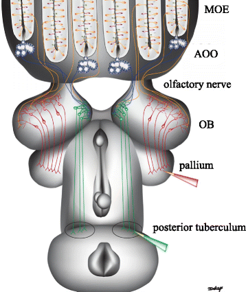 Fig. 2