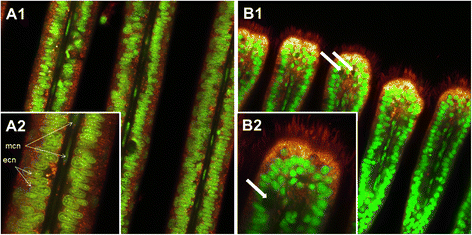 Fig. 11