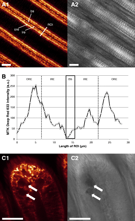 Fig. 3