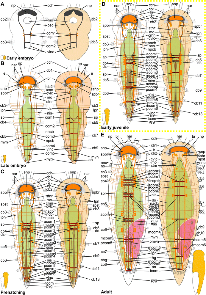 Fig. 15